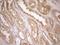 Colony Stimulating Factor 1 antibody, NBP2-46363, Novus Biologicals, Immunohistochemistry paraffin image 