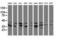 Mitogen-Activated Protein Kinase Kinase 3 antibody, LS-C174436, Lifespan Biosciences, Western Blot image 