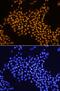THAP Domain Containing 11 antibody, MAB5727, R&D Systems, Immunofluorescence image 