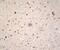 Ubiquilin 1 antibody, 13-1600, Invitrogen Antibodies, Immunohistochemistry frozen image 