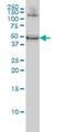 RNA Binding Motif Single Stranded Interacting Protein 1 antibody, H00005937-M02, Novus Biologicals, Western Blot image 