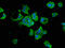 Heat Shock Protein 90 Alpha Family Class B Member 1 antibody, LS-C369175, Lifespan Biosciences, Immunofluorescence image 