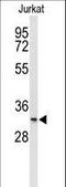 Transmembrane Protein 150A antibody, LS-C161667, Lifespan Biosciences, Western Blot image 