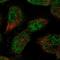 Sp4 Transcription Factor antibody, NBP2-31983, Novus Biologicals, Immunocytochemistry image 