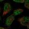 Transcription factor Sp4 antibody, NBP2-31983, Novus Biologicals, Immunocytochemistry image 