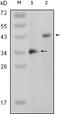 Mitogen-Activated Protein Kinase 11 antibody, 32-190, ProSci, Western Blot image 