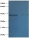 Tetratricopeptide Repeat Domain 1 antibody, LS-C211036, Lifespan Biosciences, Western Blot image 