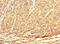 Transketolase Like 2 antibody, LS-C398422, Lifespan Biosciences, Immunohistochemistry paraffin image 