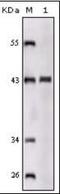 Sortilin Related Receptor 1 antibody, orb88954, Biorbyt, Western Blot image 