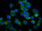 Transmembrane protein 132D antibody, LS-C681556, Lifespan Biosciences, Immunofluorescence image 