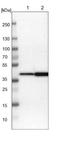 N-Acetylneuraminate Synthase antibody, NBP1-87088, Novus Biologicals, Western Blot image 