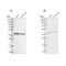 Proteasome 26S Subunit, Non-ATPase 13 antibody, NBP2-38426, Novus Biologicals, Western Blot image 