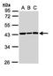 SMYD Family Member 5 antibody, PA5-29153, Invitrogen Antibodies, Western Blot image 