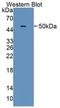 Protein Disulfide Isomerase Family A Member 6 antibody, LS-C373193, Lifespan Biosciences, Western Blot image 