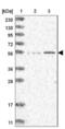 IQ Motif Containing C antibody, NBP1-83851, Novus Biologicals, Western Blot image 