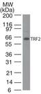 Telomeric Repeat Binding Factor 2 antibody, TA336371, Origene, Western Blot image 