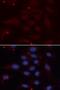 Karyopherin Subunit Alpha 1 antibody, LS-C748664, Lifespan Biosciences, Immunofluorescence image 