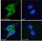 Perilipin 3 antibody, GTX89106, GeneTex, Immunocytochemistry image 