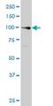 Exonuclease 1 antibody, H00009156-M01, Novus Biologicals, Western Blot image 