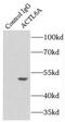 Actin-like protein 6A antibody, FNab00118, FineTest, Immunoprecipitation image 