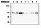 MRE11 Homolog, Double Strand Break Repair Nuclease antibody, MA5-17261, Invitrogen Antibodies, Western Blot image 