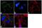 TANK Binding Kinase 1 antibody, 711315, Invitrogen Antibodies, Immunofluorescence image 