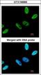 Chromosome 9 Open Reading Frame 78 antibody, GTX106966, GeneTex, Immunofluorescence image 