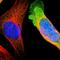 Cellular Retinoic Acid Binding Protein 2 antibody, HPA004135, Atlas Antibodies, Immunofluorescence image 