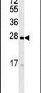Transmembrane Protein 134 antibody, PA5-25374, Invitrogen Antibodies, Western Blot image 