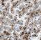 Hydroxysteroid Dehydrogenase Like 1 antibody, FNab04033, FineTest, Immunohistochemistry frozen image 