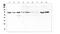 Interferon Alpha And Beta Receptor Subunit 1 antibody, PA5-79441, Invitrogen Antibodies, Western Blot image 