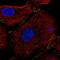 Solute Carrier Family 26 Member 9 antibody, PA5-62417, Invitrogen Antibodies, Immunofluorescence image 