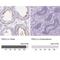 Phosducin Like 2 antibody, NBP2-13744, Novus Biologicals, Immunohistochemistry paraffin image 