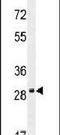 Olfactory Receptor Family 9 Subfamily Q Member 1 antibody, PA5-24380, Invitrogen Antibodies, Western Blot image 