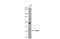 TEA Domain Transcription Factor 4 antibody, GTX104026, GeneTex, Western Blot image 