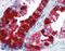 Transglutaminase 4 antibody, LS-B3056, Lifespan Biosciences, Immunohistochemistry frozen image 