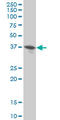Dual specificity protein phosphatase 9 antibody, LS-C197091, Lifespan Biosciences, Western Blot image 