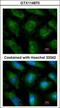 Ubiquitin Conjugating Enzyme E2 L3 antibody, GTX114870, GeneTex, Immunocytochemistry image 