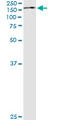 Tripartite Motif Containing 24 antibody, LS-C133575, Lifespan Biosciences, Immunoprecipitation image 