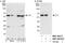 YY1 Transcription Factor antibody, NBP1-46218, Novus Biologicals, Western Blot image 