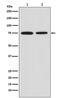 Macrophage Scavenger Receptor 1 antibody, M02349-1, Boster Biological Technology, Western Blot image 