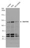 Mitogen-Activated Protein Kinase Kinase Kinase 9 antibody, GTX113778, GeneTex, Western Blot image 