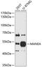 Mannosidase Endo-Alpha antibody, 13-785, ProSci, Western Blot image 