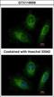 RAB20, Member RAS Oncogene Family antibody, GTX119559, GeneTex, Immunocytochemistry image 