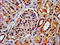 Arrestin Beta 1 antibody, CSB-PA002134LA01HU, Cusabio, Immunohistochemistry paraffin image 