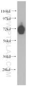 Protocadherin Beta 5 antibody, 15245-1-AP, Proteintech Group, Western Blot image 