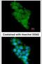 NADH:Ubiquinone Oxidoreductase Subunit A12 antibody, PA5-22035, Invitrogen Antibodies, Immunofluorescence image 