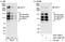 C1 factor antibody, A301-399A, Bethyl Labs, Immunoprecipitation image 