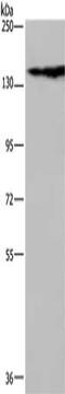 Nfm antibody, CSB-PA680148, Cusabio, Western Blot image 