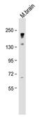 Neurofilament Medium antibody, 13-1300, Invitrogen Antibodies, Western Blot image 